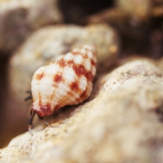 清新唯美贝壳海螺头像图片