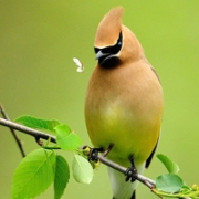 小鸟头像唯美qq图片