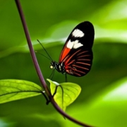 QQ头像蝴蝶清新唯美图片