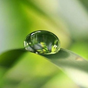 清新唯美露珠qq头像图片