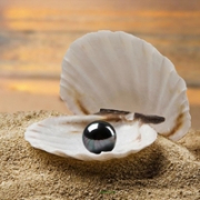 唯美清新贝壳qq头像图片