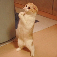 QQ头像小猫咪