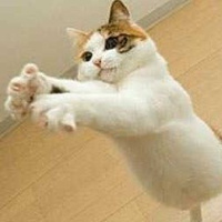 QQ头像小猫咪