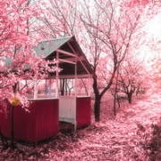 唯美风景樱花头像图片