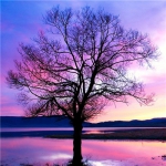 一棵大树微信头像