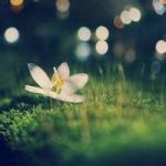 唯美风景或花草头像图片