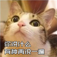 瓜皮猫头像图片