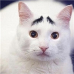 网红八字眉囧猫山姆头像图片