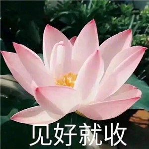 莲花微信头像图片