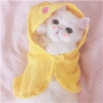 可爱的宠物情头一左一右两张图片