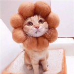 猫头像情头图片高清可爱