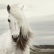 骏马真马头像图片