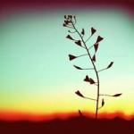 清新唯美花草风景头像图片