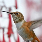 清新蜂鸟头像图片