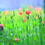 清新自然花草风景头像图片