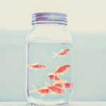 清新唯美金鱼头像图片