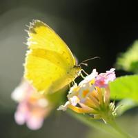 花朵蝴蝶头像