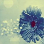 唯美鲜花qq头像图片