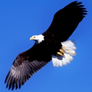 霸气老鹰头像图片