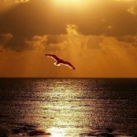 唯美大自然风景唯美qq头像图片