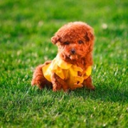 超萌的可爱泰迪狗头像图片