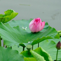 花草微信头像