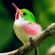 真实翠鸟头像图片