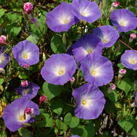 牵牛花头像图片