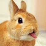 qq可爱清新小动物头像图片