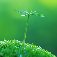微信头像绿芽