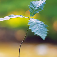 微信头像绿芽