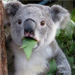 超萌可爱考拉头像图片