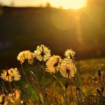 清新优美风景头像图片