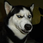 狗狗嫌弃鄙视眼神头像图片