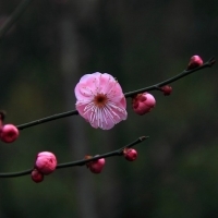 微信头像梅花图片