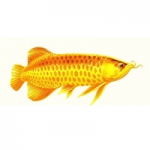 金龙鱼QQ头像图片