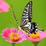 唯美蝶恋花微信头像图片