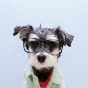 雪纳瑞狗狗戴眼镜头像图片