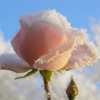 QQ头像雪景图片