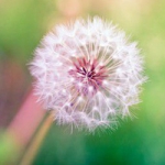 唯美蒲公英微信高清头像图片