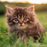 可爱小猫咪头像图片