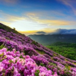 手机风景头像图片