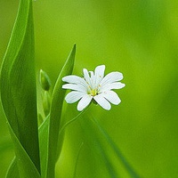 花微信头像唯美