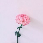 清新唯美简单花朵头像图片