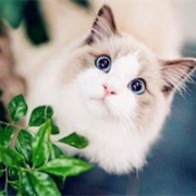清新可爱猫咪QQ头像图片
