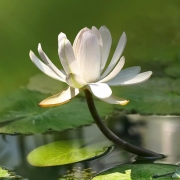 荷塘白荷花白莲花头像图片