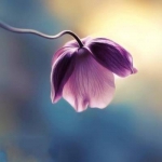 唯美风景高清好看头像图片