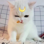 超萌可爱猫咪微信头像图片