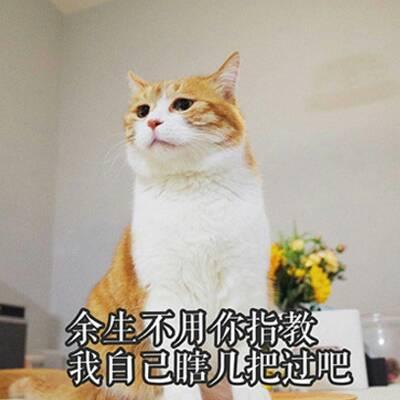 QQ头像猫咪带字