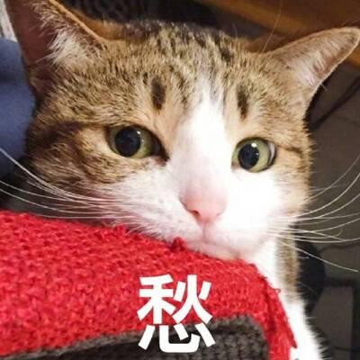 QQ头像猫咪带字